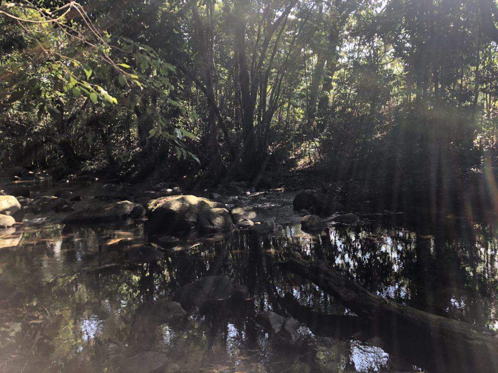 Rainforest Creek Karnak Playhouse Far North Queensland